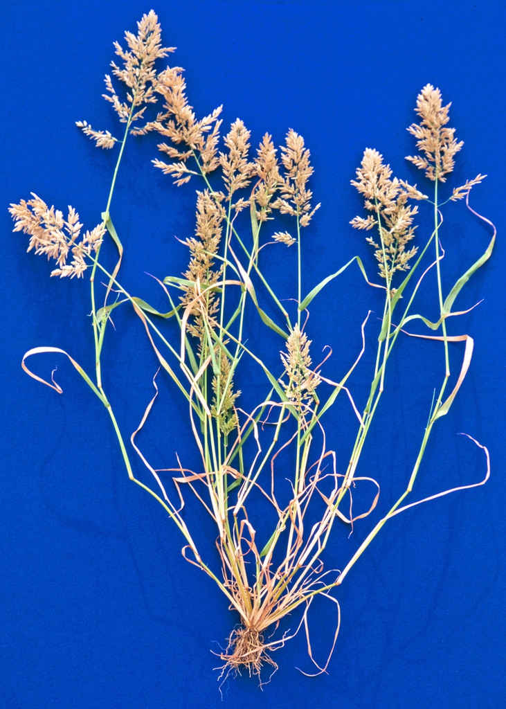 Eragrostis cilianensis