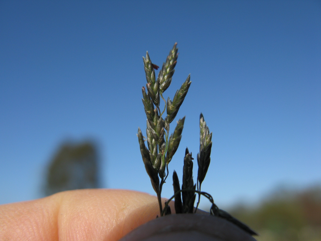 Eragrostis curvula