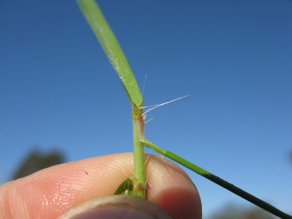 Eragrostis curvula
