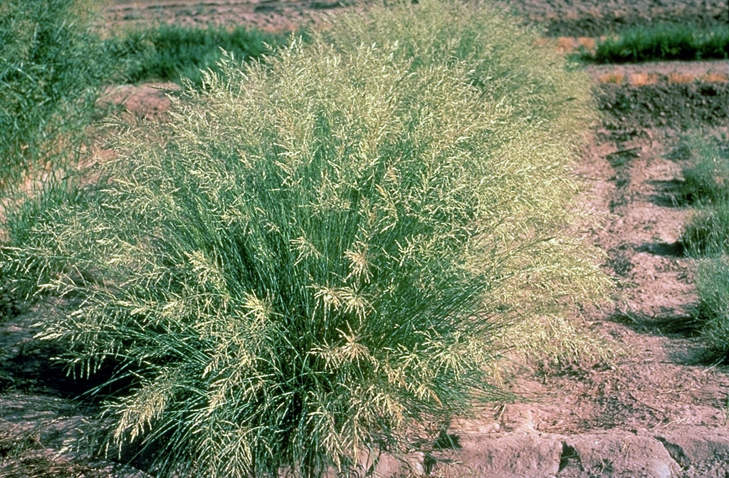 Eragrostis curvula