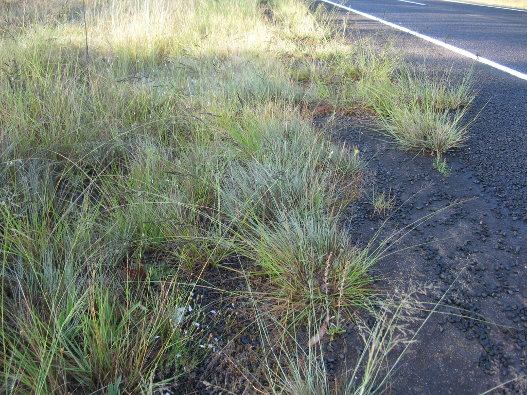 Eragrostis curvula