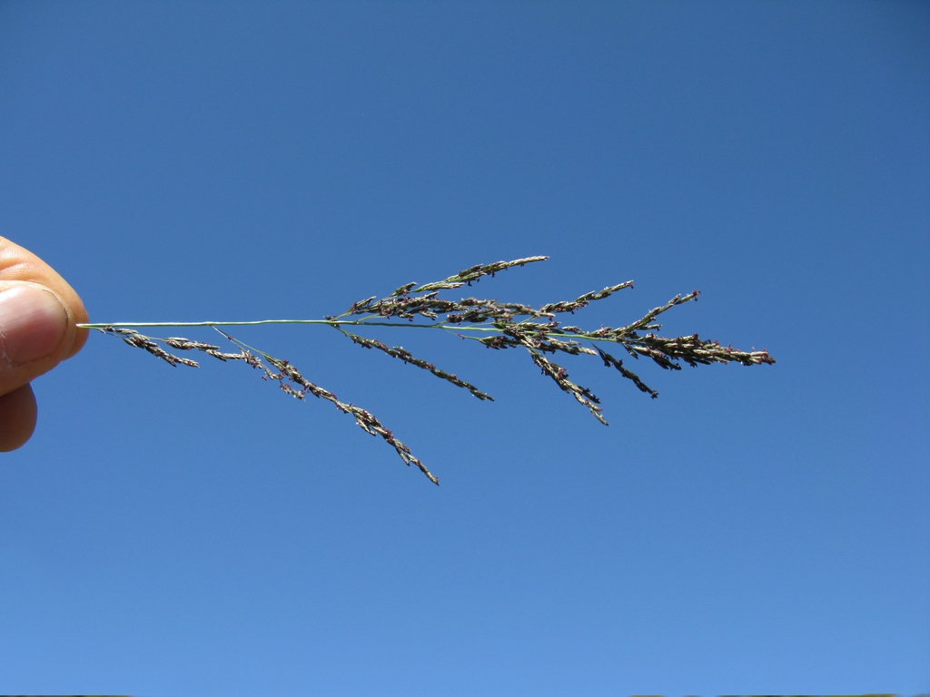 Eragrostis curvula
