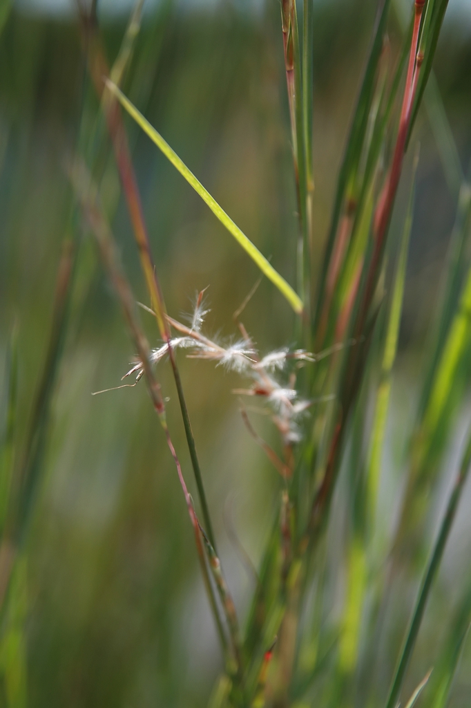 Eragrostis curvula