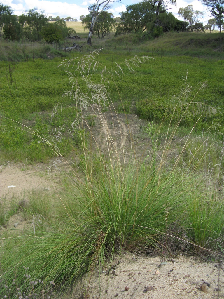 Eragrostis curvula