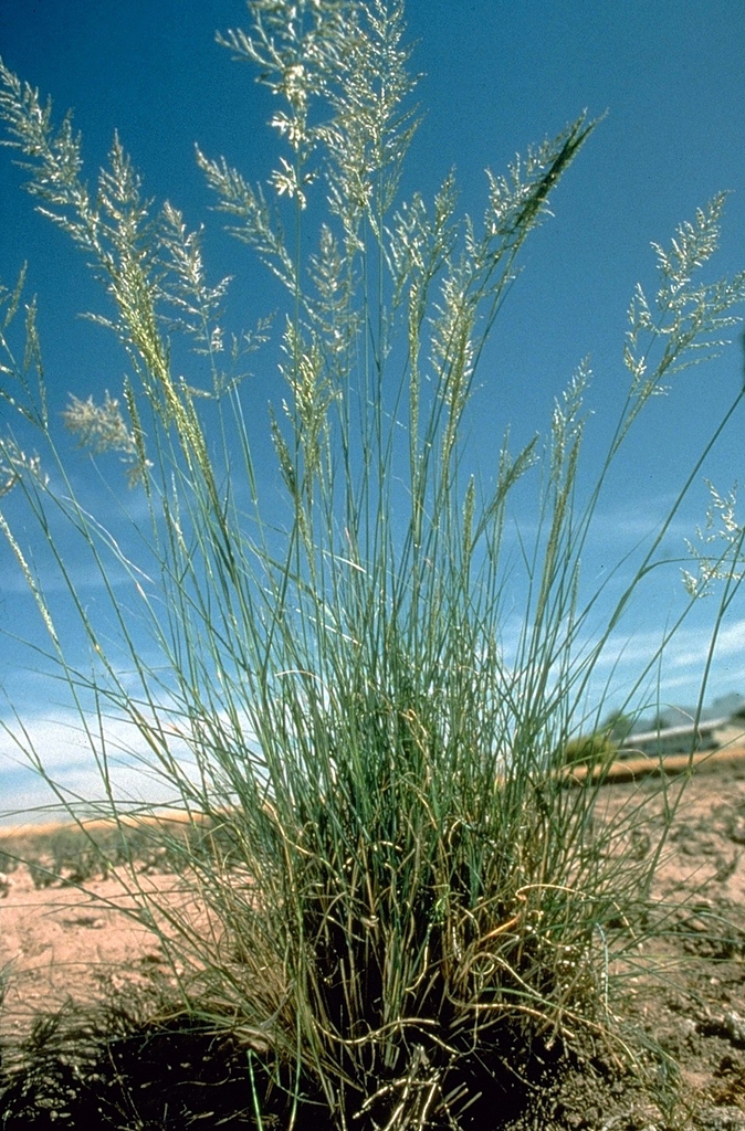 Eragrostis curvula