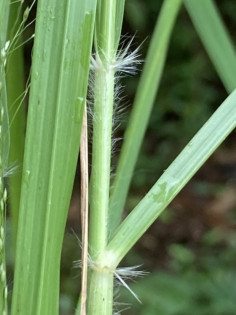 Hairs ar base of leaf blade