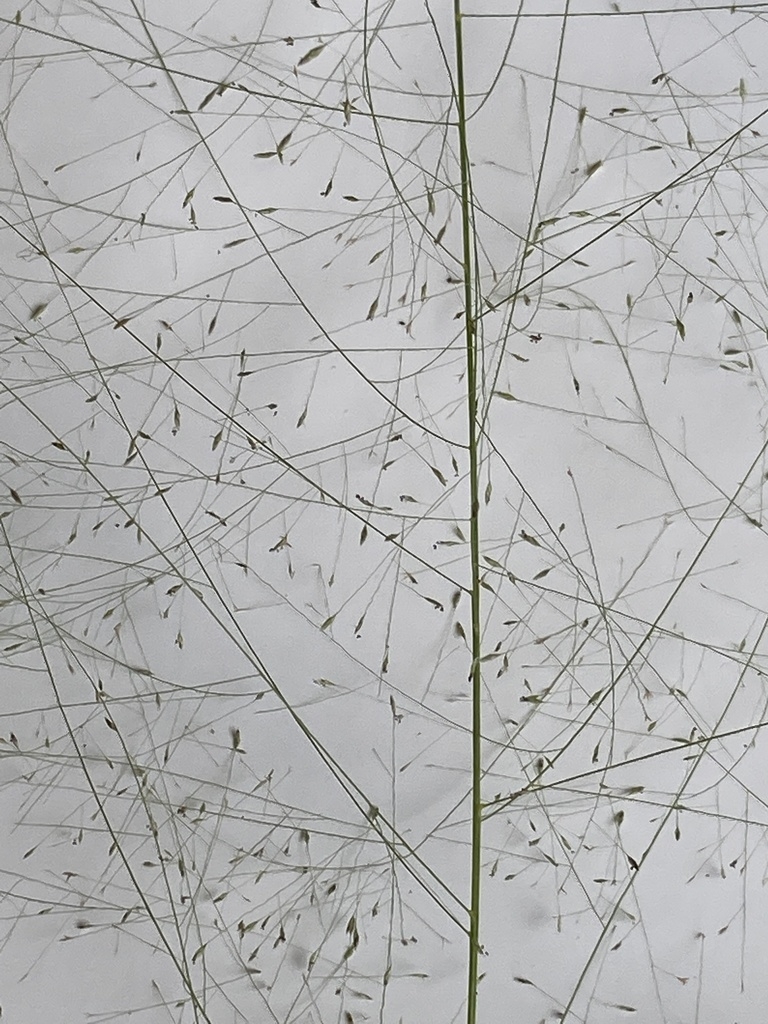 Inflorescence