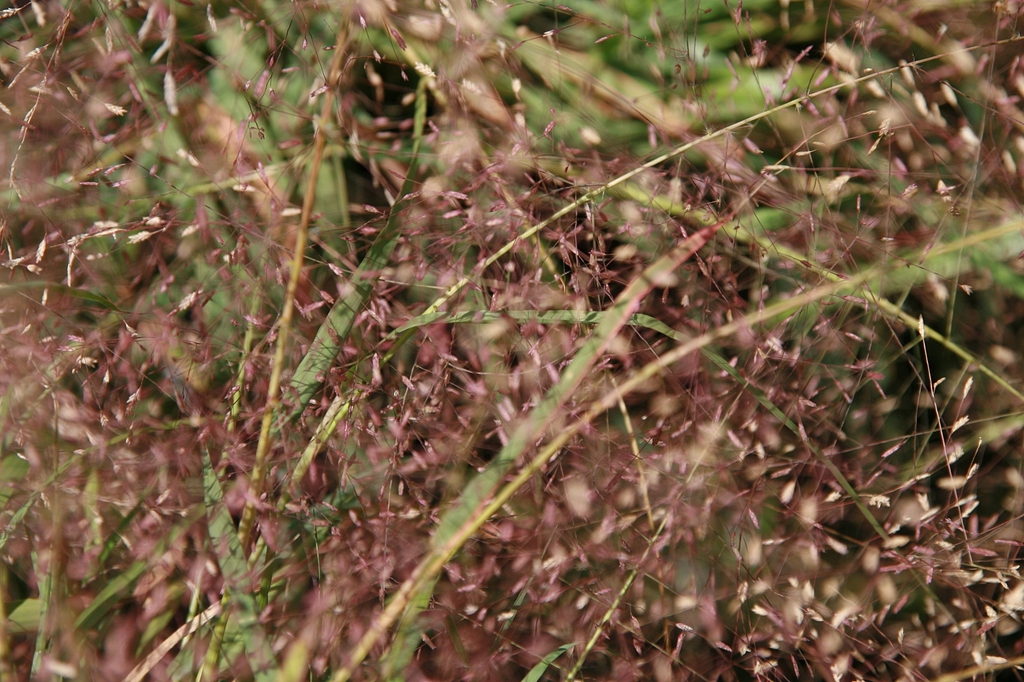 Eragrostis spectabilis
