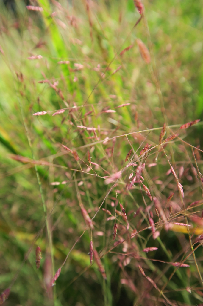 Eragrostrum spectablis