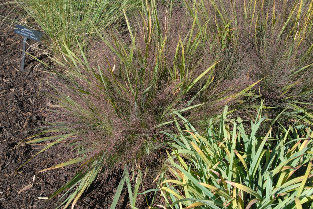 Eragrostis spectabilis