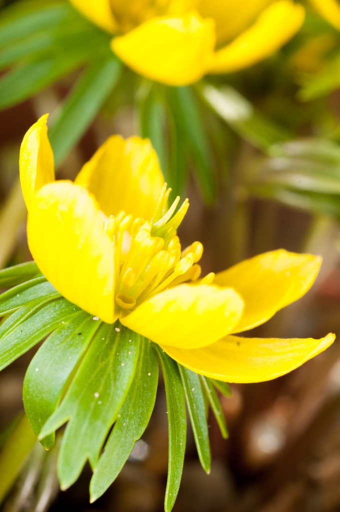 Close-up of the yellow flower