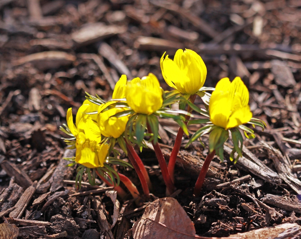 Habit of the species showing yellow flowers on very short plants