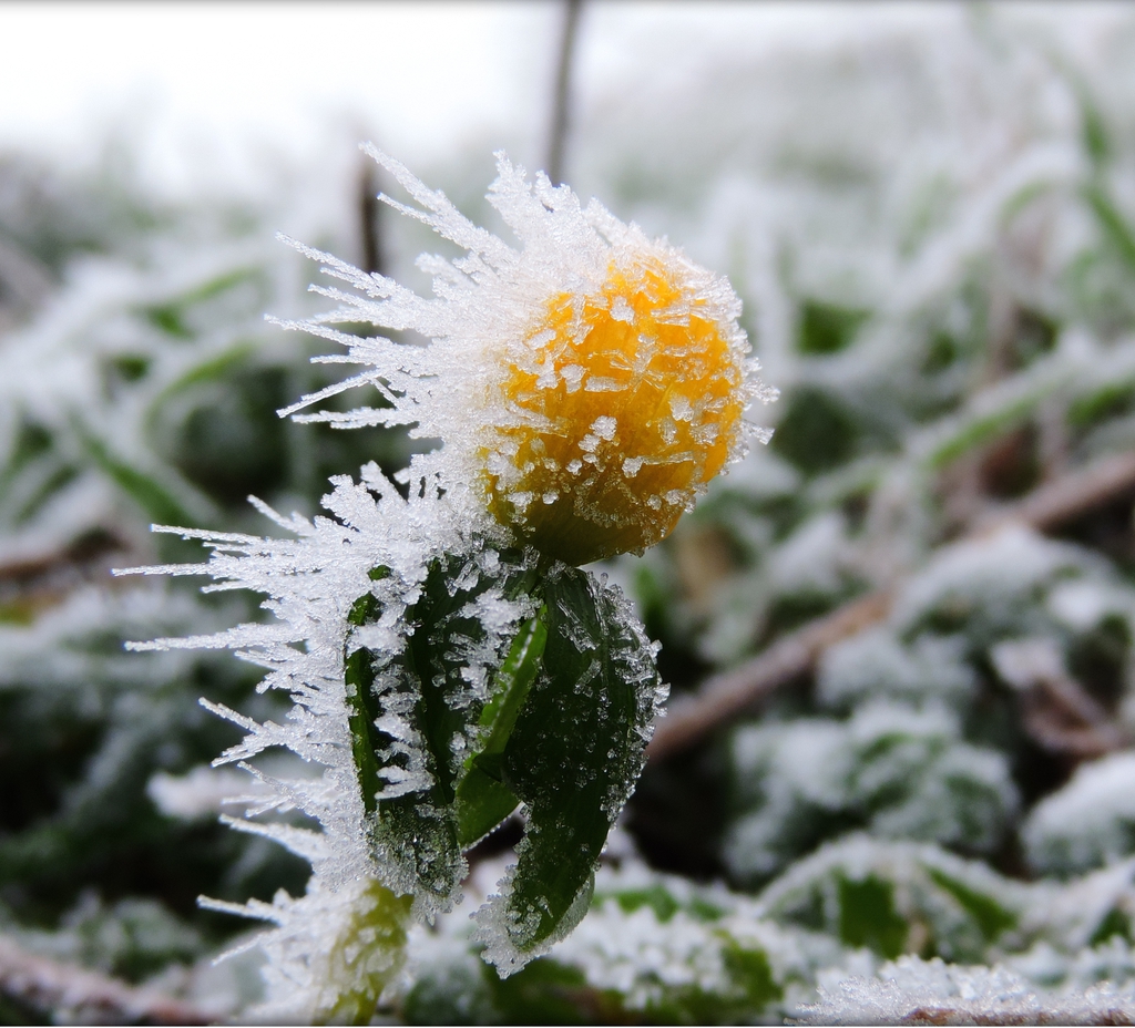 Sculptural in the winter