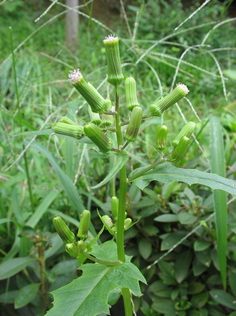 leaves and flowers