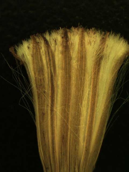 Erechtites hieraciifolia L.