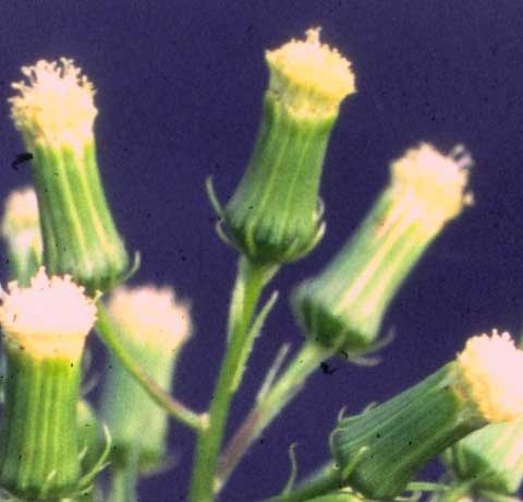 Erechtites hieraciifolia L.