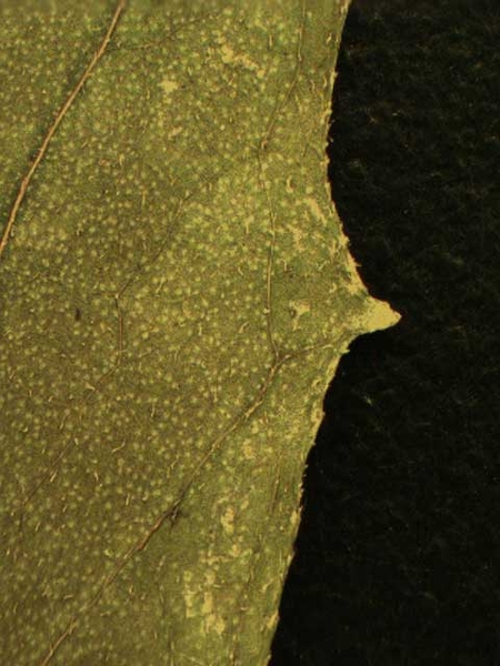 Erechtites hieraciifolia L.