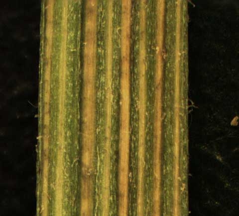 Erechtites hieraciifolia L.