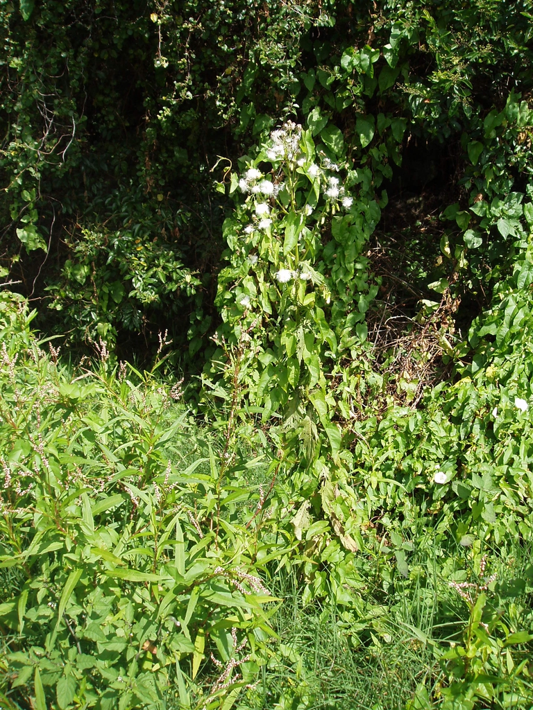 leaves and flowers