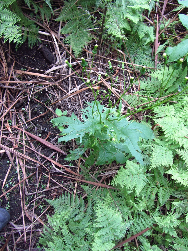 leaves and flowers