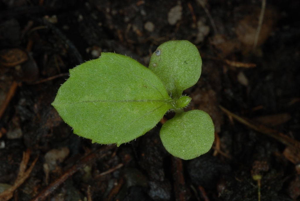 Seedling (Greensboro, NC)-Late Spring