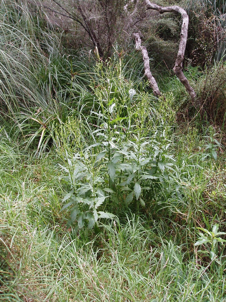 leaves and flowers