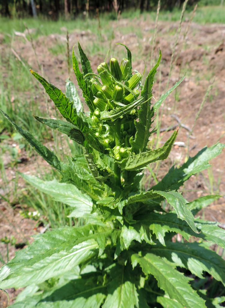 leaves and flowers