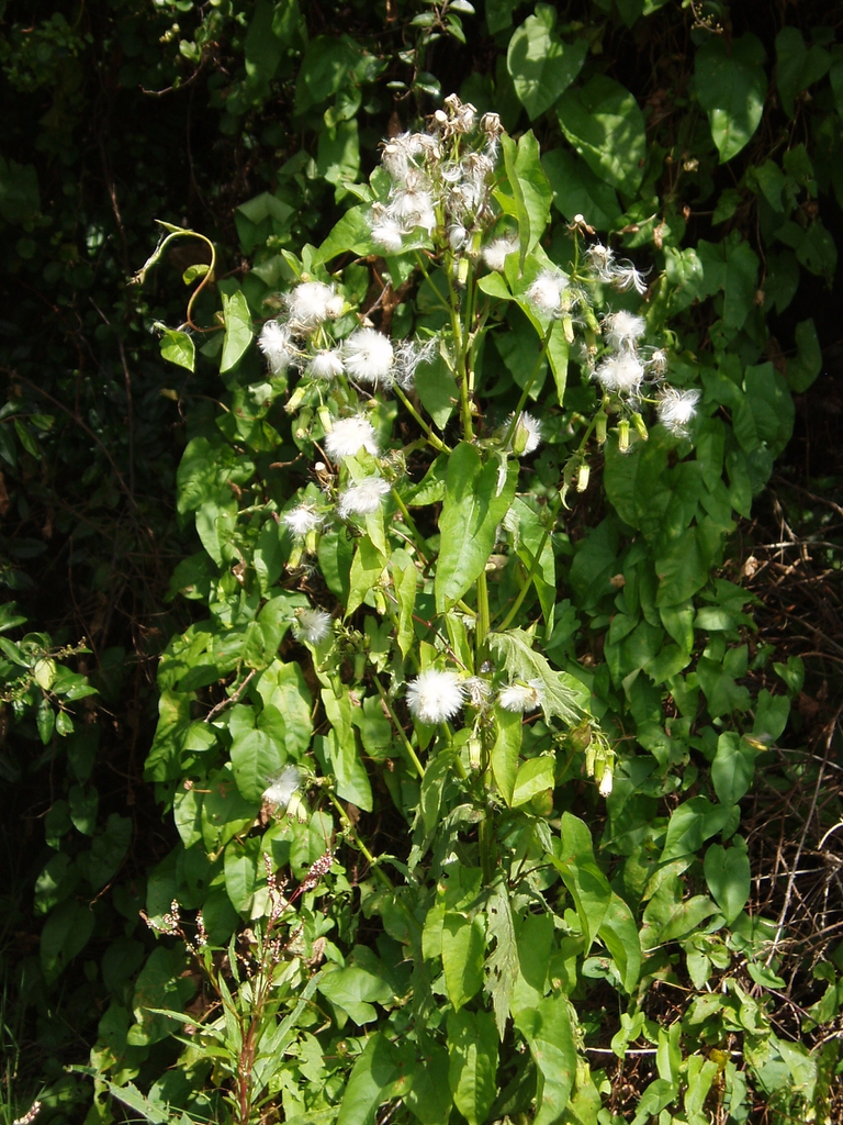 leaves and flowers