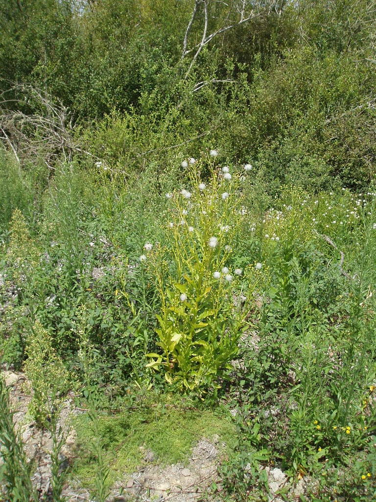 leaves and flowers