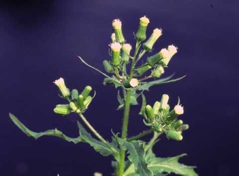 Erechtites hieraciifolia L.