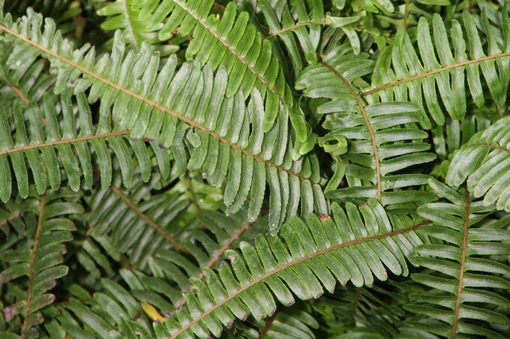 Erect Sworn Fern Nephrolepis cordifolia