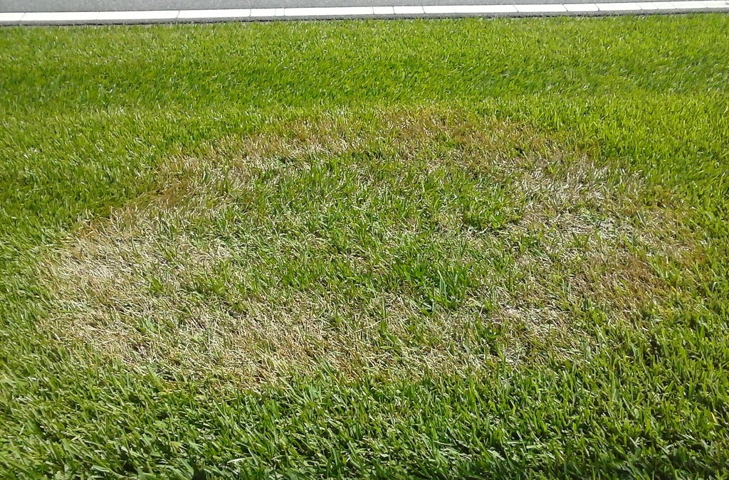 Lawn with a large, ring-shaped, dead patch caused by disease.