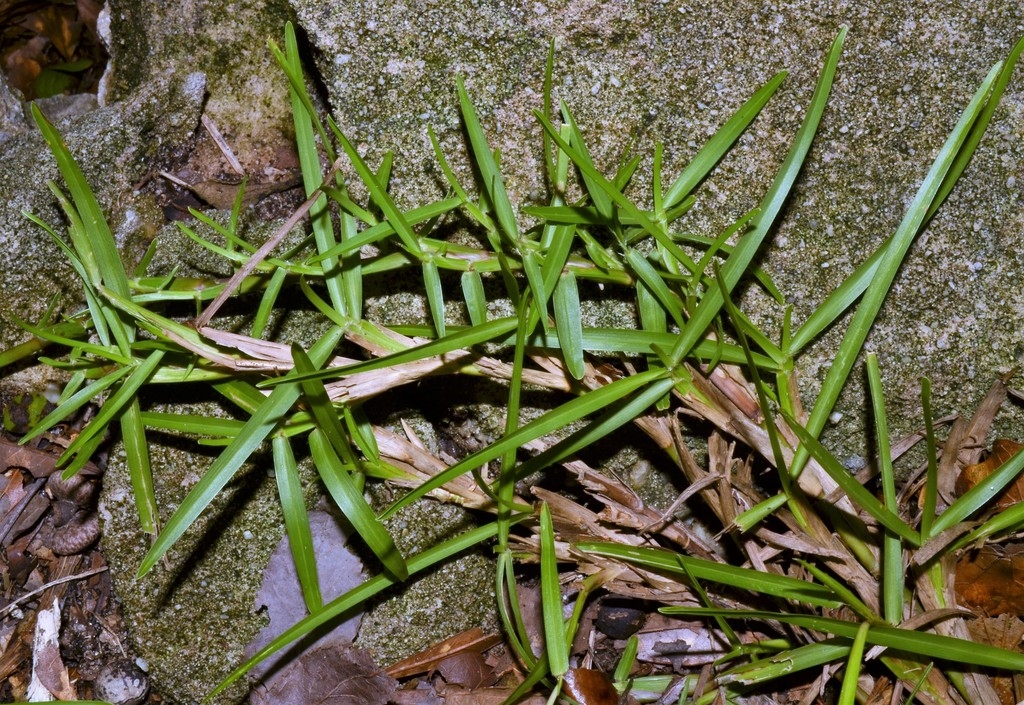 Branch with opposite leaves