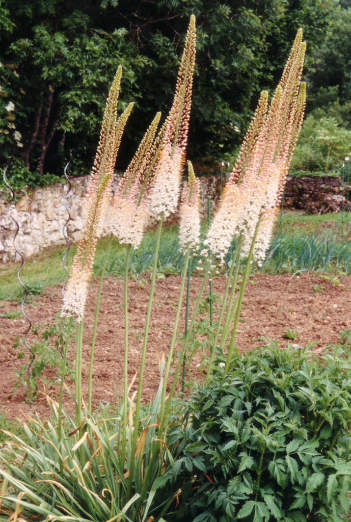 leaves and flowers