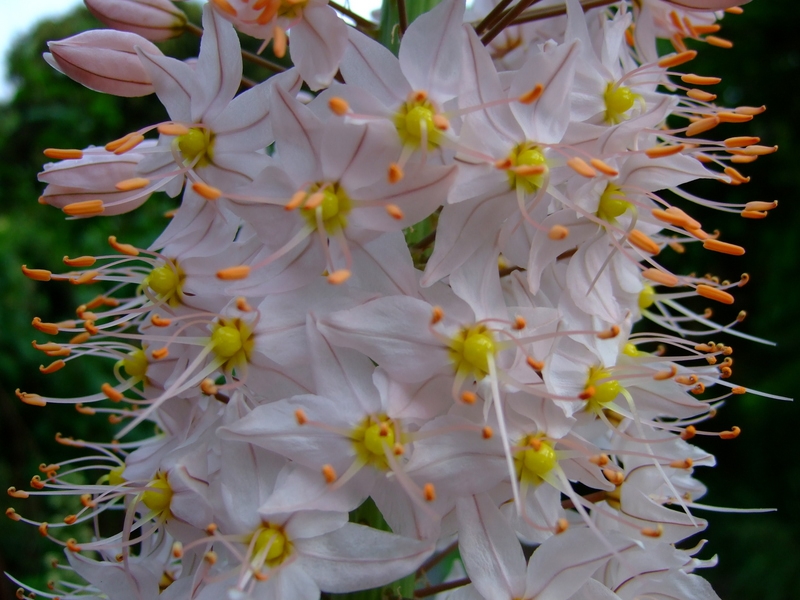 Eremurus flower close-up