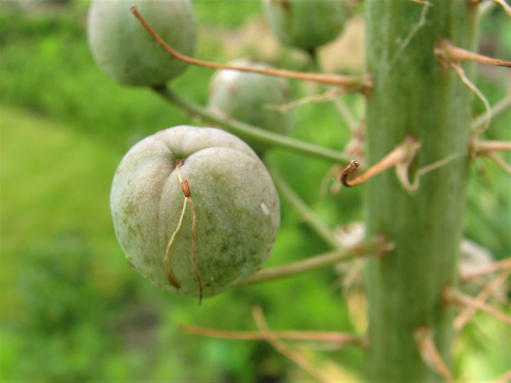 seed head