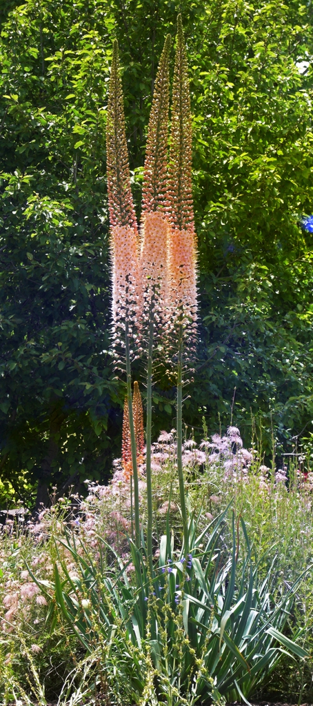 Eremurus in the landscape