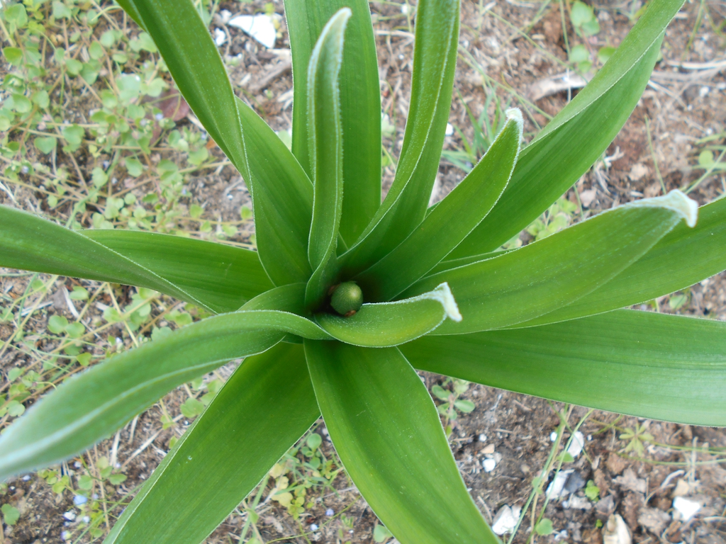 leaves