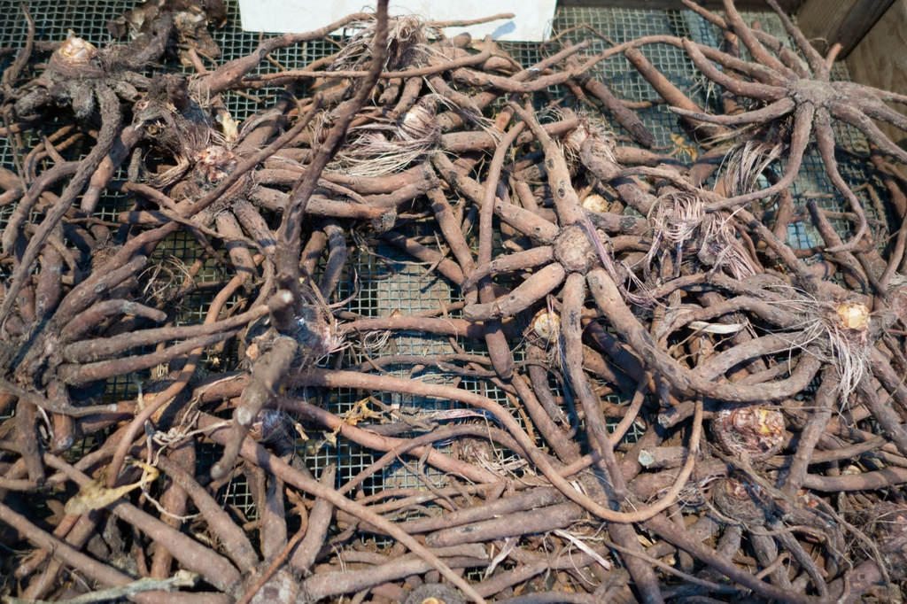 Eremurus roots