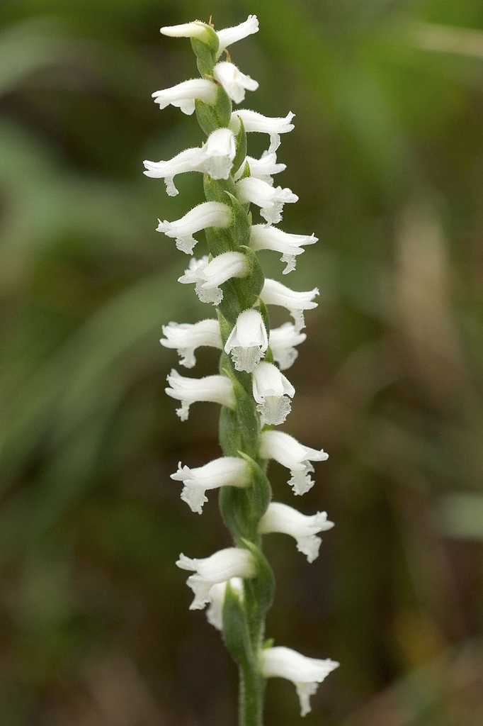 Spiranthes cernua