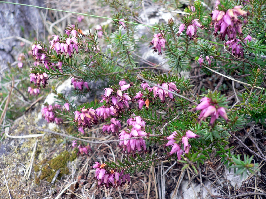 Form