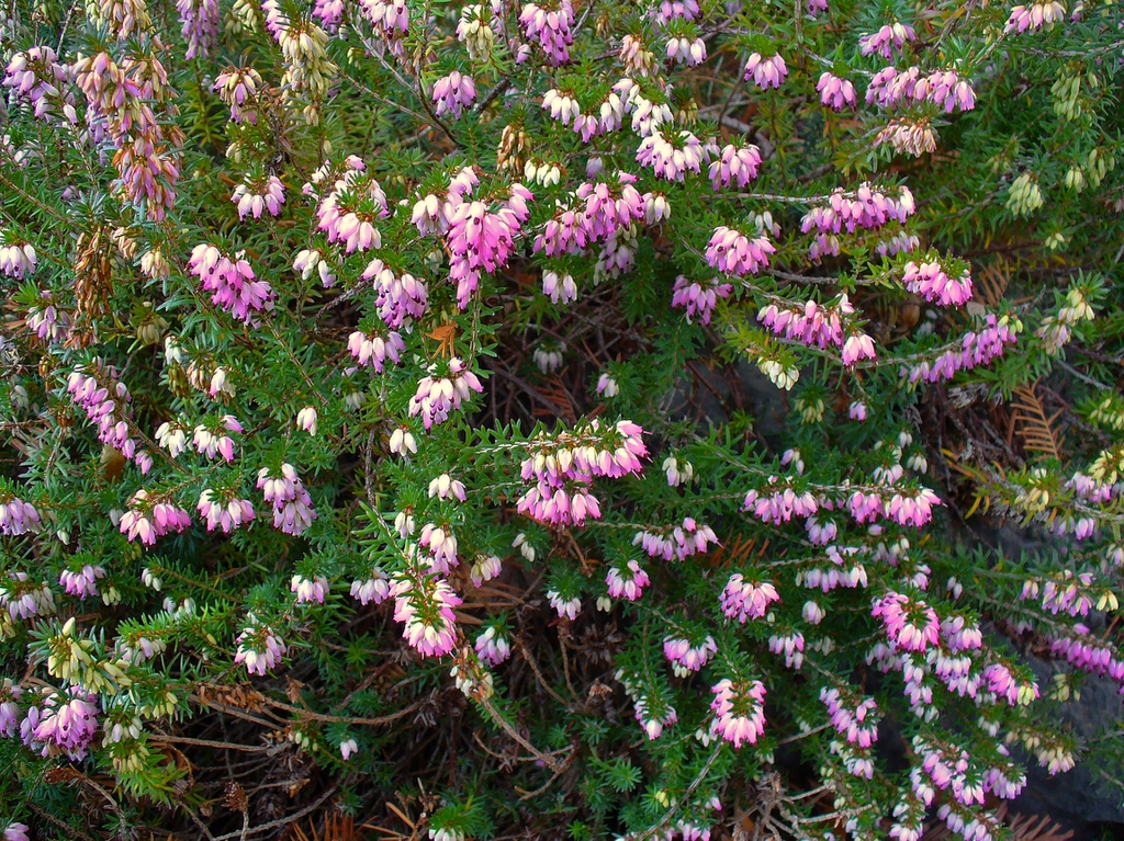 Erica carnea