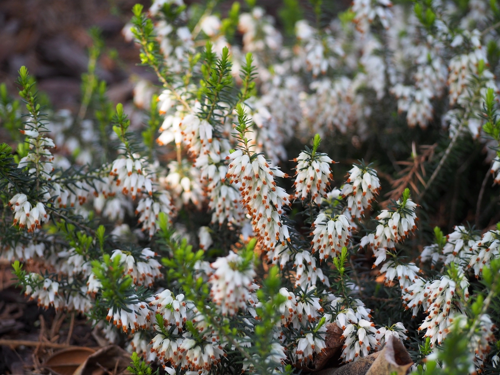 Erica carnea 'Isabell'