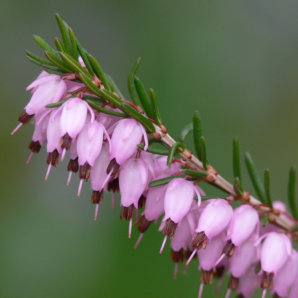 Close up of flowers
