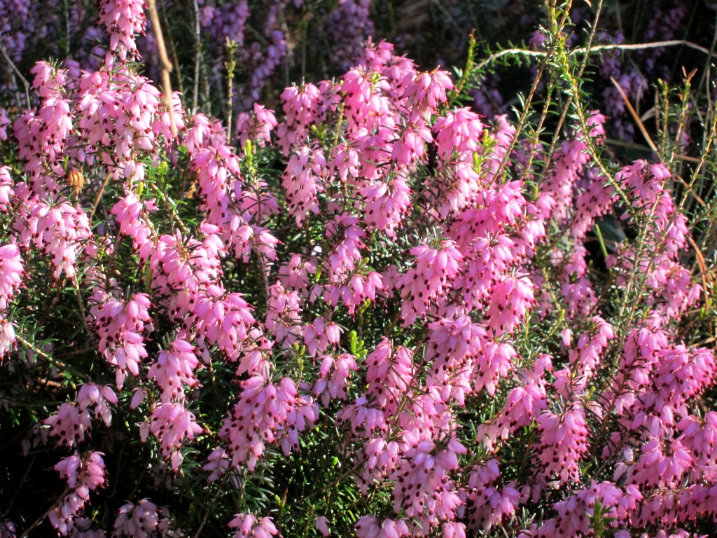 Erica carnea 'Pink Spangles'