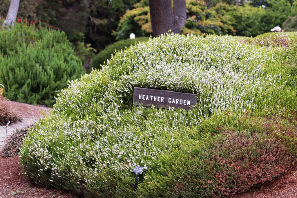 Erica carnea 'Springwood White'