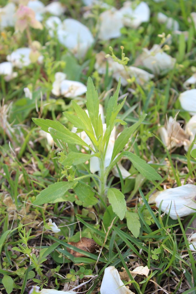 Plant