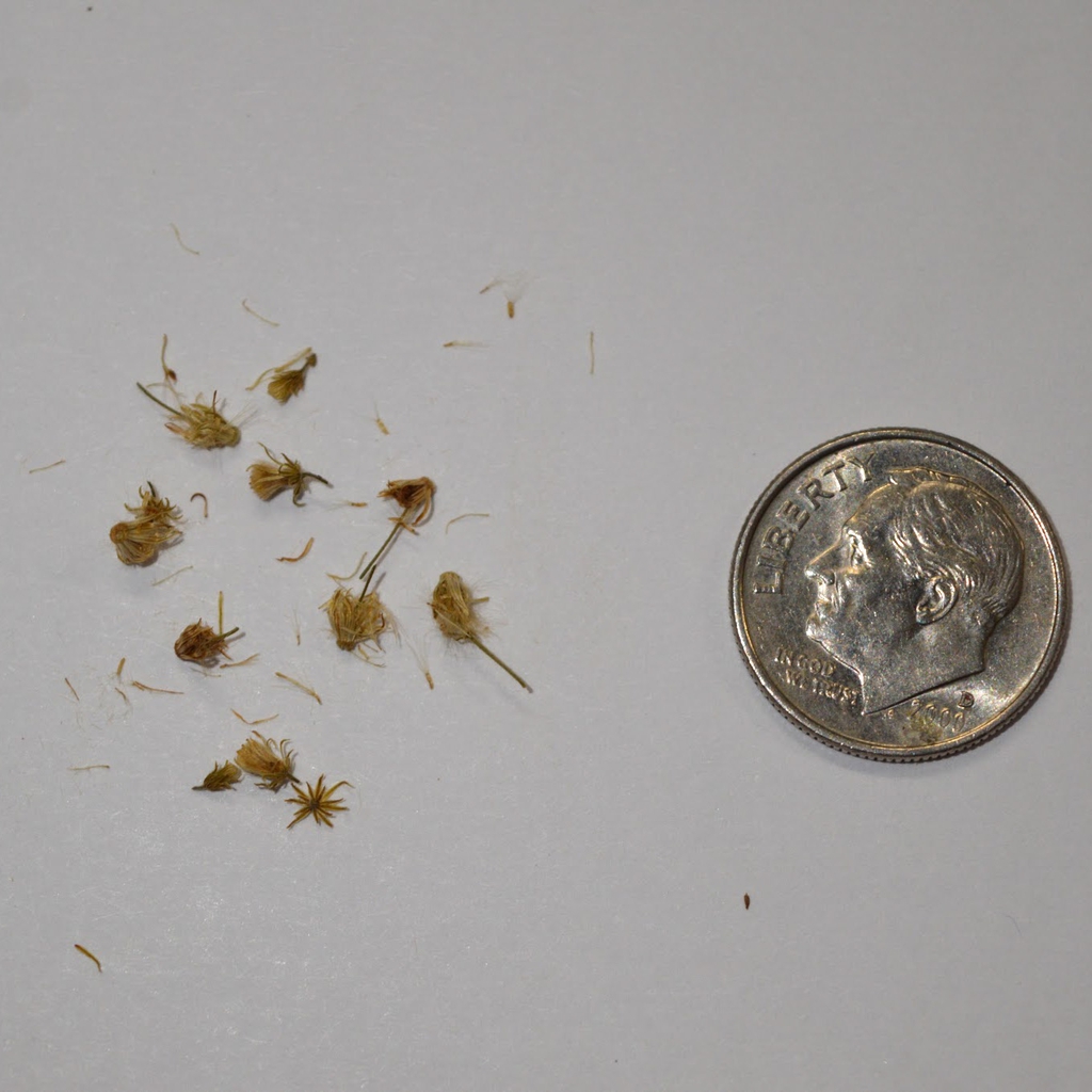 Seeds