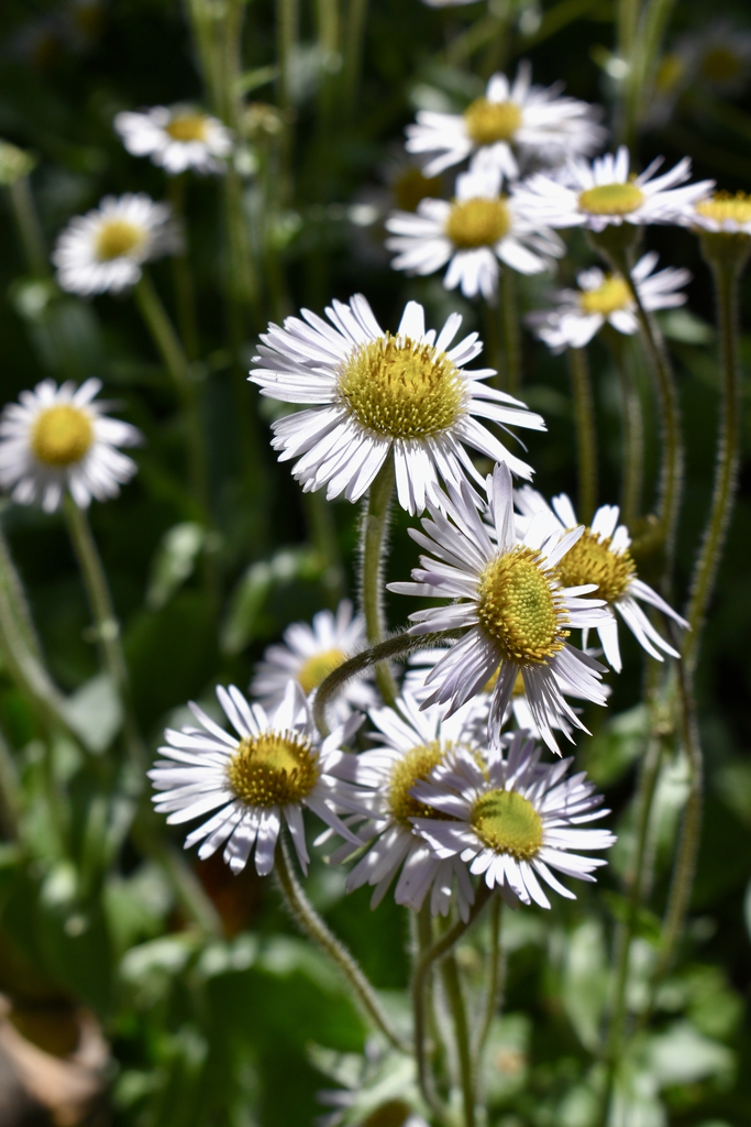 'Lynnhaven Carpet' - Flowers - Wake Co., NC