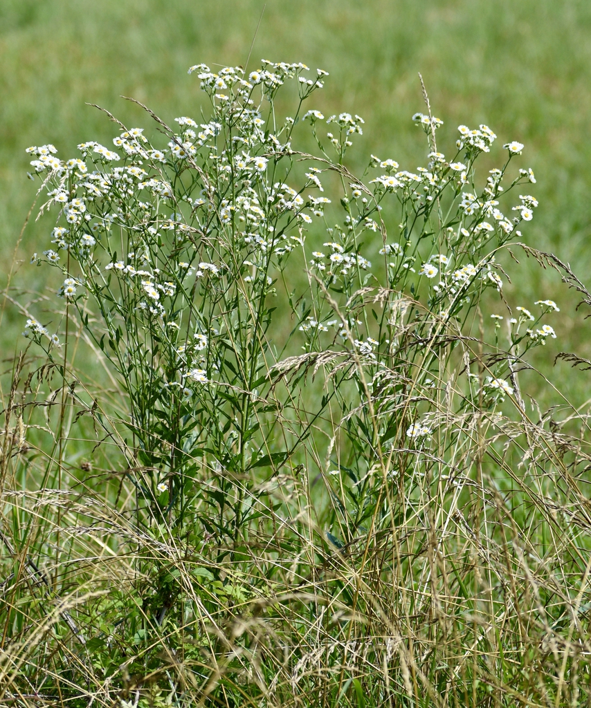 Upright plants among tall grasses; white daisy "flowers"